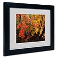 Trademark Kurt Shaffer Brilliant Autumn Forest Art, White Matte With Black Frame, 11 x 14