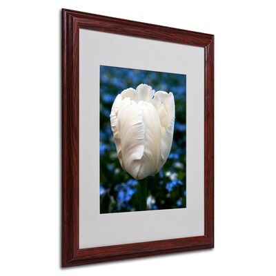 Trademark Kurt Shaffer Parrot Tulip Art, White Matte With Wood Frame, 16 x 20