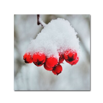 Trademark Kurt Shaffer Winter Berry Close-Up Gallery-Wrapped Canvas Art, 35 x 35