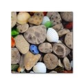 Trademark Michelle Calkins Petoskey Stones V Gallery-Wrapped Canvas Art, 24 x 24