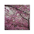 Trademark CATeyes Cherry Blossoms 2014-3 Gallery-Wrapped Canvas Art, 24 x 24