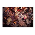 Trademark Philippe Sainte-Laudy Goofy Leaves Gallery-Wrapped Canvas Art, 16 x 24
