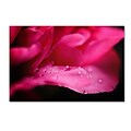 Trademark Philippe Sainte-Laudy Peony Drops Gallery-Wrapped Canvas Art, 30 x 47