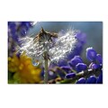 Trademark Steve Wall Wet Weed Beauty Gallery-Wrapped Canvas Art, 22 x 32