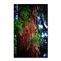 Trademark Fine Art PSL0306-C1624GG Giant Sequoia by Philippe Sainte-Laudy 16 x 24 Frameless Art