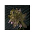 Trademark Fine Art KS0155-C1818GG Early Hosta Flower Abstract by Kurt Shaffer 18 x 18 FRMLS Art