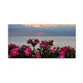 Trademark Fine Art KS0186-C1632GG Sunset Roses by Kurt Shaffer 16 x 32 Frameless Art
