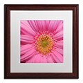 Trademark Fine Art KS0158-W1616MF Pink by Kurt Shaffer 16 x 16 Framed Art, White Matted