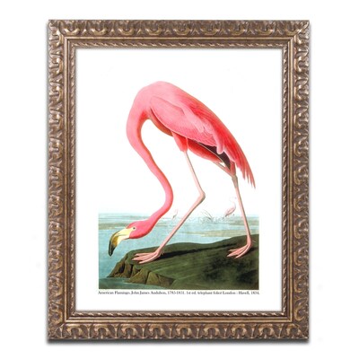 Trademark Fine Art BL01256-G1620F American Flamingo by John James Audubon 20 x 16 Framed Art