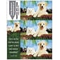 Photo Image 3-Up Laser Postcards with Bookmark, Dog/Cat Fence