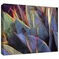 ArtWall sun Succulent Gallery-Wrapped Canvas 36 x 48 (0uhl038a3648w)