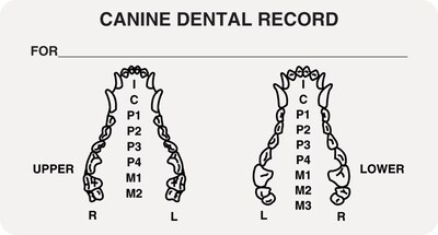 Veterinary Examination Medical Labels, Canine Dental Record, White, 1-3/4x3-1/4, 500 Labels