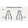 Veterinary Examination Medical Labels, Canine Dental Record, White, 1-3/4x3-1/4, 500 Labels