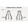 Veterinary Examination Medical Labels, Canine Dental Record, White, 1-3/4x3-1/4, 500 Labels
