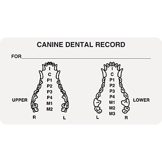 Medical Arts Press® Veterinary Examination Medical Labels, Canine Dental Record, White, 1-3/4x3-1/4