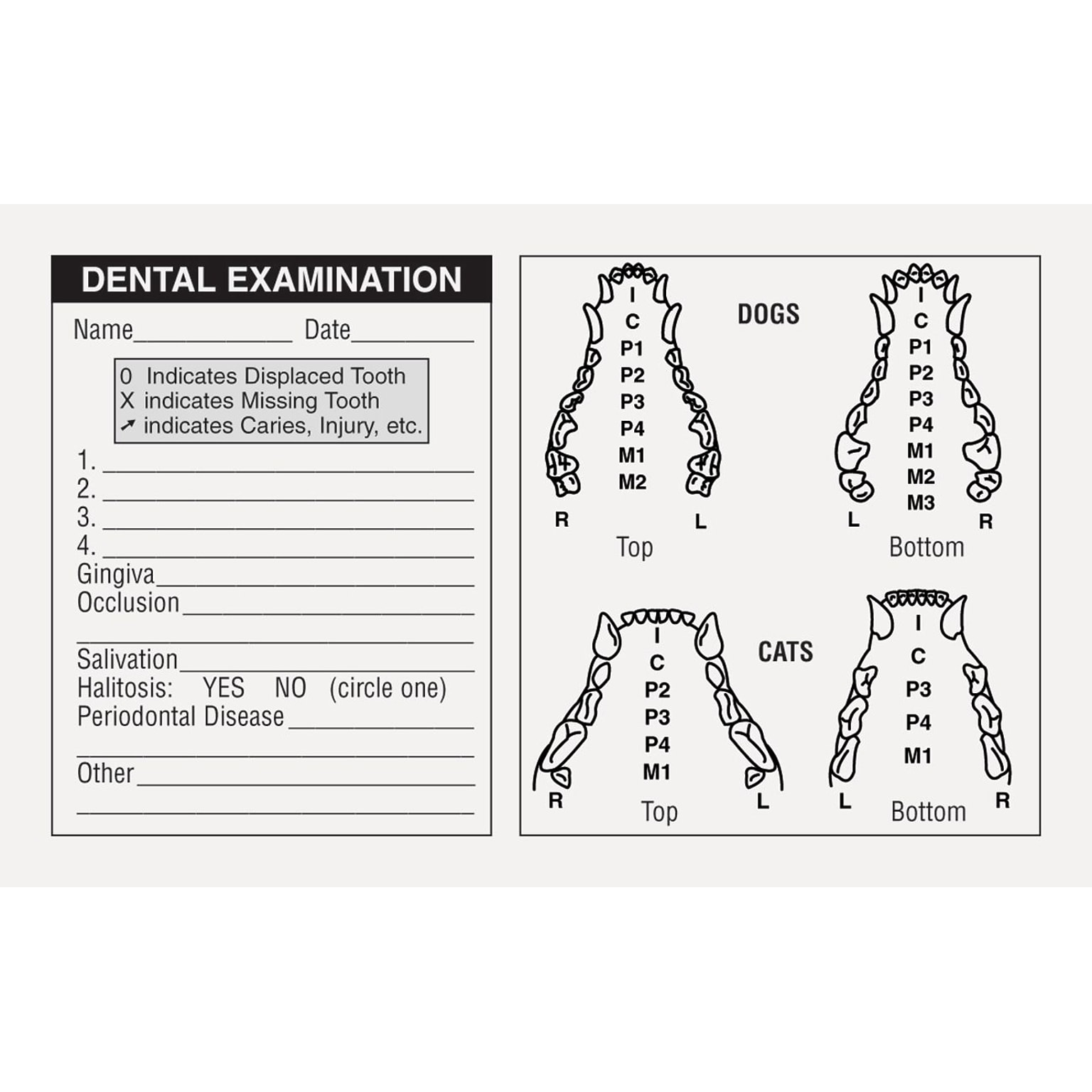 Medical Arts Press® Veterinary Examination Medical Labels, Dog & Cat Dental, White, 2-1/2x4, 100 Labels