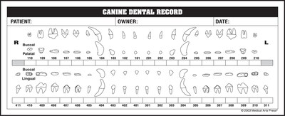 Medical Arts Press® Veterinary Examination Medical Labels, Canine Dental Record, White, 3-1/4x8, 25