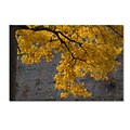 Trademark Fine Art Kurt Shaffer Golden Autumn Color 22 x 32 (KS01035-C2232GG)