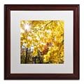 Trademark Fine Art Kurt Shaffer Sunny Happy Autumn Day 16 x 16 (KS01049-W1616MF)