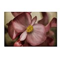 Trademark Fine Art Lois Bryan Dewy Pink Painted Begonia 22 x 32 (LBR0248-C2232GG)
