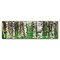 Trademark Fine Art Roderick Stevens PanorAspens 4 10 x 32 (RS1009-C1032GG)