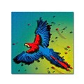 Trademark Fine Art Roderick Stevens Tropical Bird 1 14 x 14 (RS1014-C1414GG)