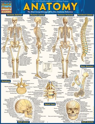 BarCharts, Inc. QuickStudy® Anatomy Poster Reference Set (9781423230717)