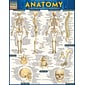 BarCharts, Inc. QuickStudy® Anatomy Advanced Reference Set (9781423230403)