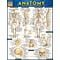 BarCharts, Inc. QuickStudy® Anatomy Advanced Reference Set (9781423230403)