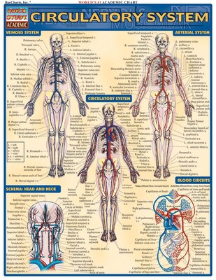 BarCharts, Inc. QuickStudy® Anatomy Reference Set (9781423230397)