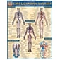 BarCharts, Inc. QuickStudy® Anatomy Reference Set (9781423230397)