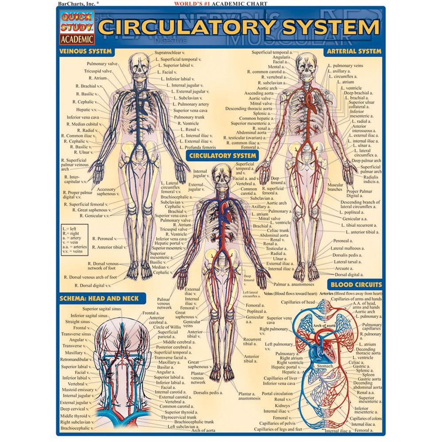 BarCharts, Inc. QuickStudy® Anatomy Reference Set (9781423230397)