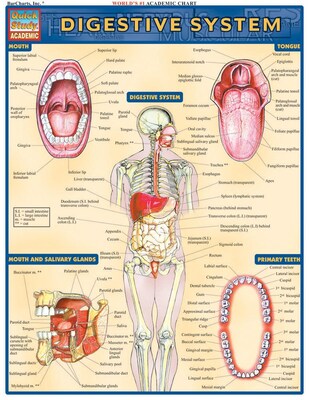 BarCharts, Inc. QuickStudy® Anatomy Reference Set (9781423230397)