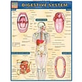 BarCharts, Inc. QuickStudy® Anatomy Reference Set (9781423230397)