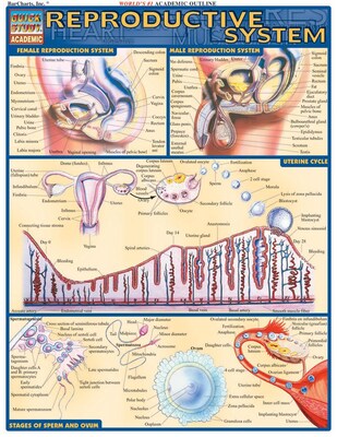 BarCharts, Inc. QuickStudy® Anatomy Reference Set (9781423230397)