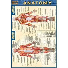 BarCharts, Inc. QuickStudy® Anatomy 4x6 Pocket Reference Set (9781423230410)