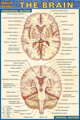 BarCharts, Inc. QuickStudy® Anatomy 4x6 Pocket Reference Set (9781423230410)