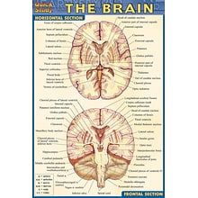 BarCharts, Inc. QuickStudy® Anatomy 4x6 Pocket Reference Set (9781423230410)