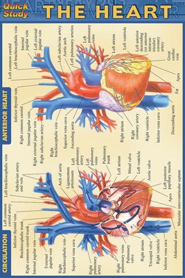 BarCharts, Inc. QuickStudy® Anatomy 4x6 Pocket Reference Set (9781423230410)