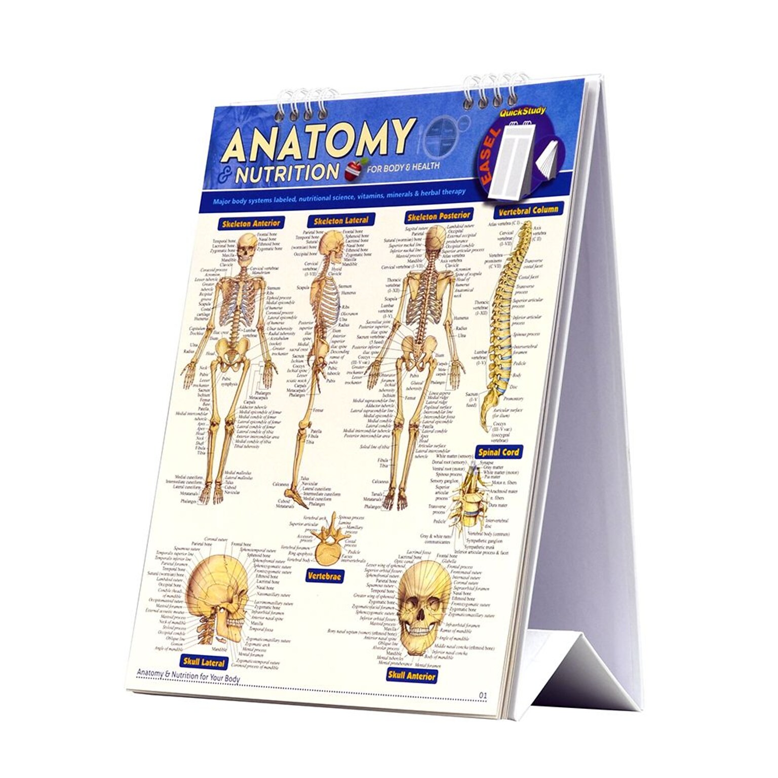 BarCharts, Inc. QuickStudy® Anatomy & Nutritions Easel Reference Set (9781423230502)