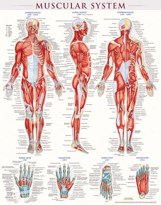 BarCharts, Inc. QuickStudy® Muscular System Poster Reference Set (9781423230731)