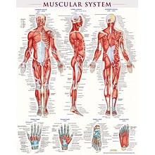 BarCharts, Inc. QuickStudy® Muscular System Poster Reference Set (9781423230731)