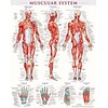 BarCharts, Inc. QuickStudy® Muscular System Poster Reference Set (9781423230731)