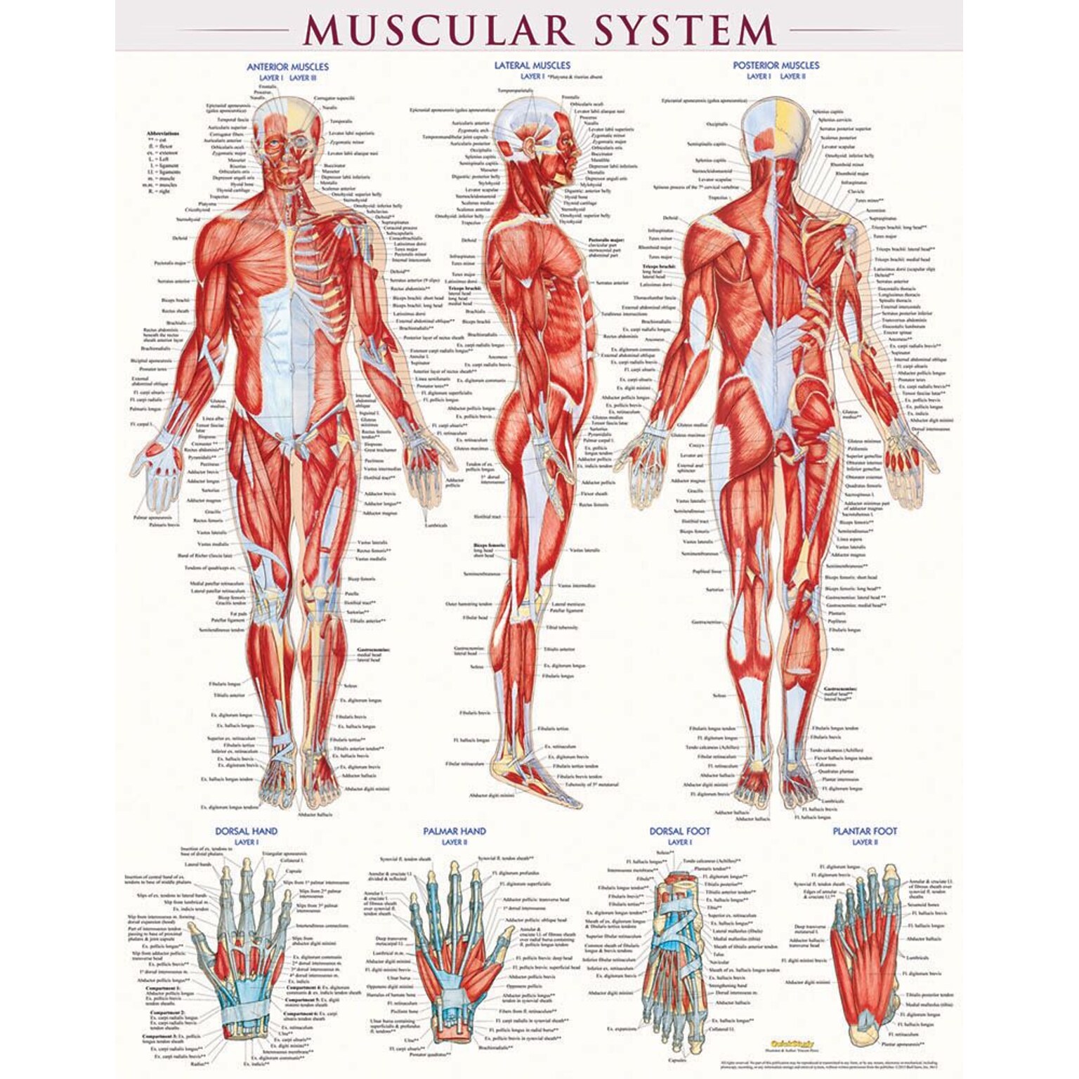 BarCharts, Inc. QuickStudy® Muscular System Poster Reference Set (9781423230731)