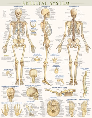 BarCharts, Inc. QuickStudy® Skeletal System Poster Reference Set (9781423230748)