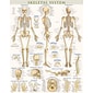 BarCharts, Inc. QuickStudy® Skeletal System Poster Reference Set (9781423230748)