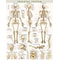 BarCharts, Inc. QuickStudy® Skeletal System Poster Reference Set (9781423230748)