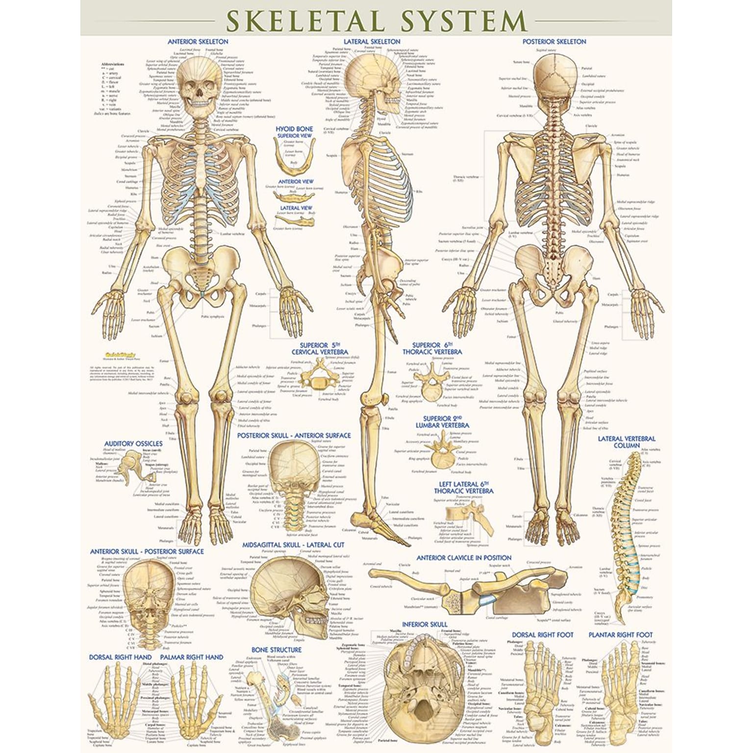 BarCharts, Inc. QuickStudy® Skeletal System Poster Reference Set (9781423230748)