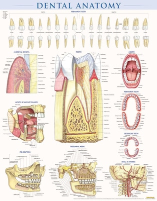 BarCharts, Inc. QuickStudy® Dental Anatomy Poster Reference Set (9781423230793)