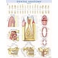 BarCharts, Inc. QuickStudy® Dental Anatomy Poster Reference Set (9781423230793)